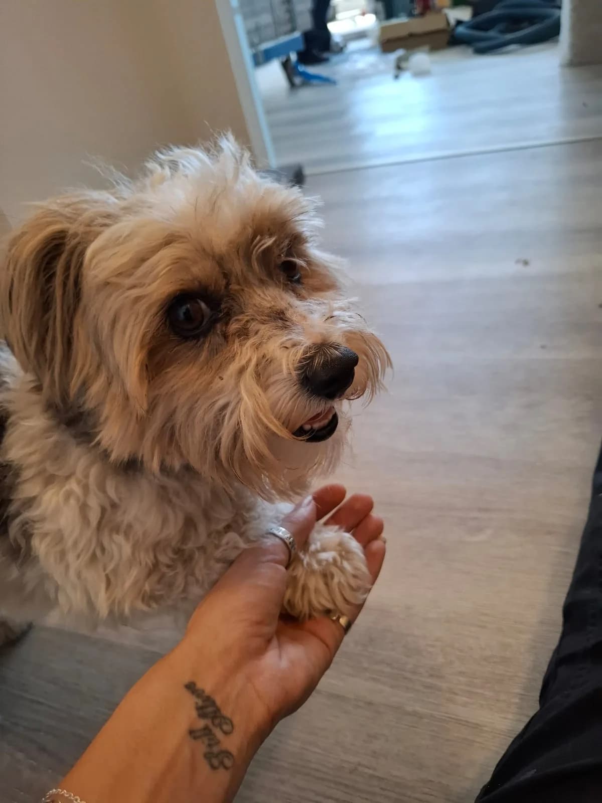 Beaver, male Yorkshire Terrier for adoption at Tierschutz Schwarzenbek