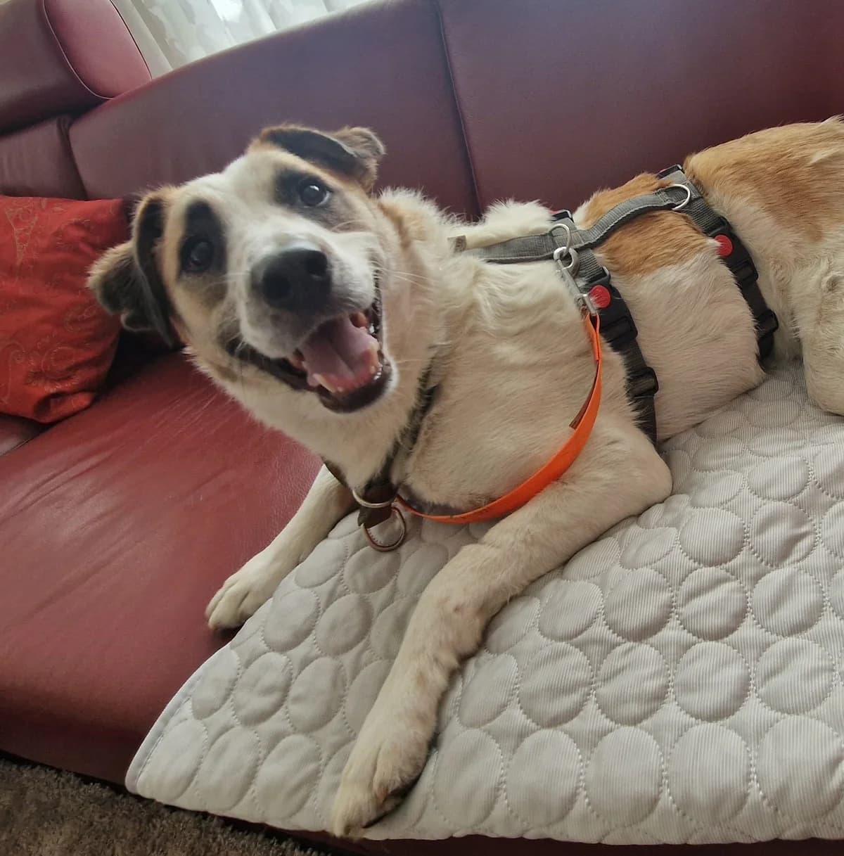 Lucky, male 4yo Mixed Breed for adoption at Tierschutz Schwarzenbek