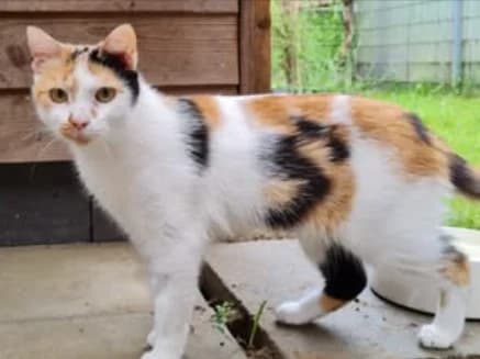 Nelly, female European Shorthair for adoption at Tierschutz Schwarzenbek