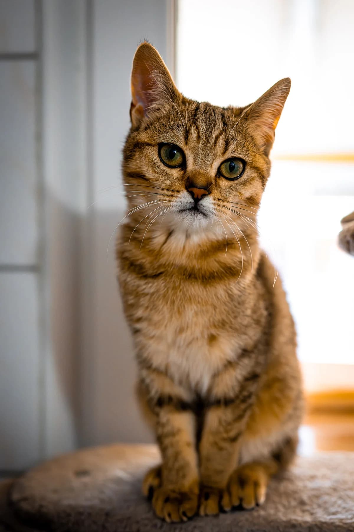 Mango, female British Shorthair for adoption at Tierschutz Schwarzenbek