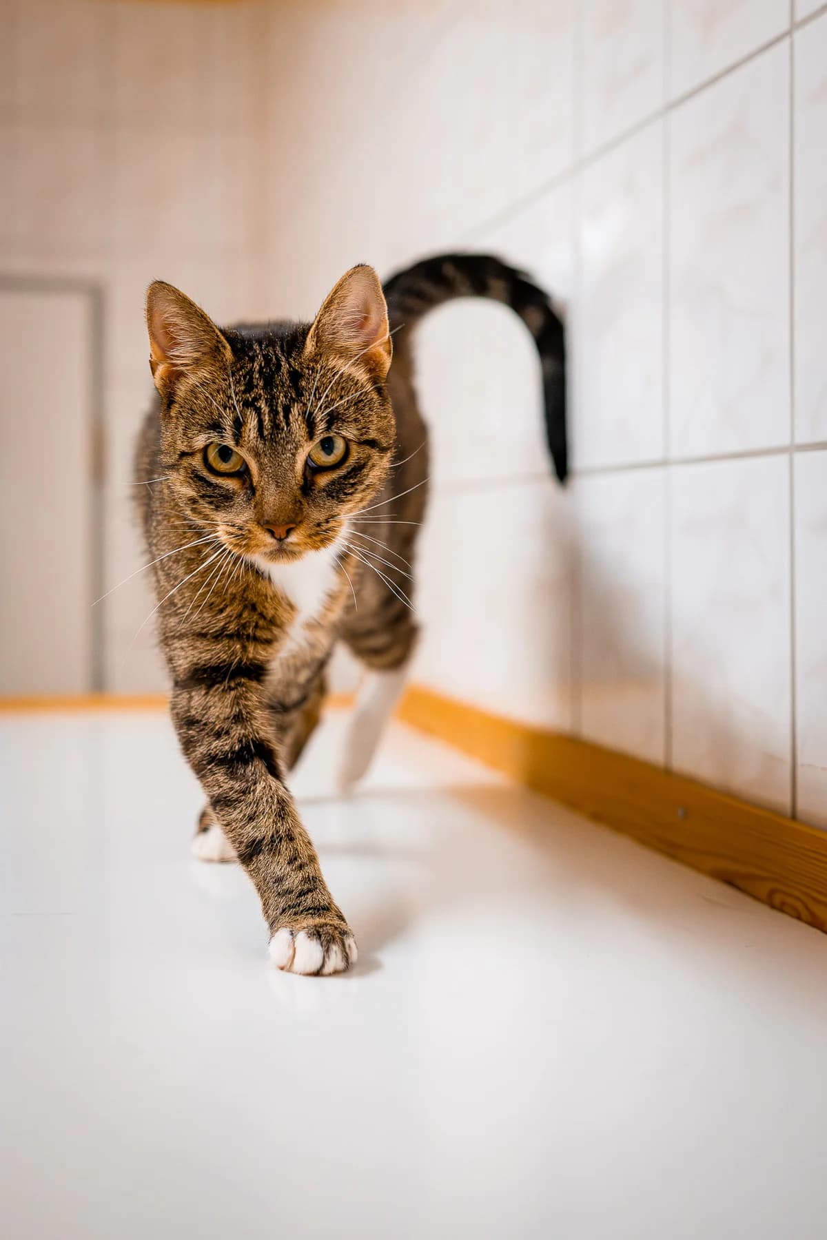 Cheese, female European Shorthair for adoption at Tierschutz Schwarzenbek
