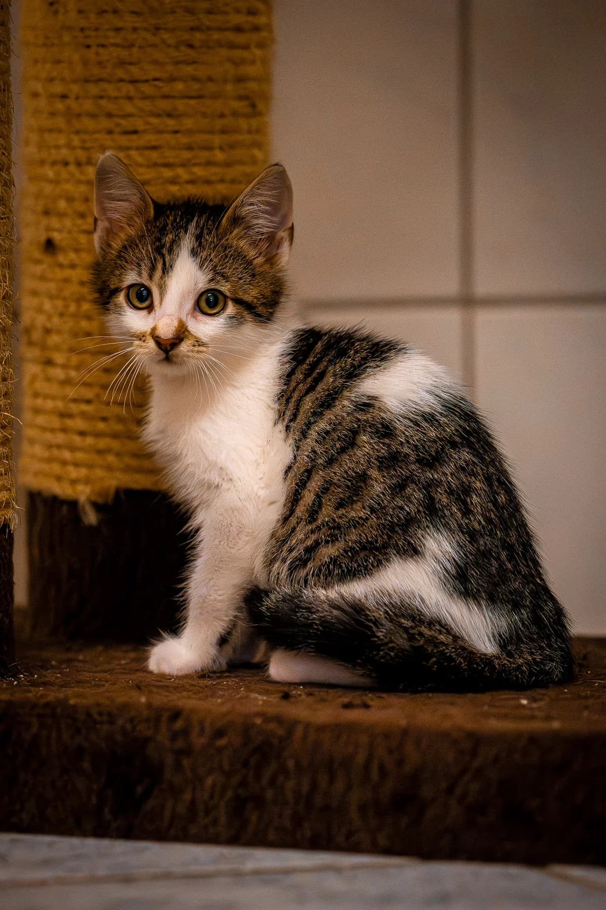 Parmesan, European Shorthair for adoption at Tierschutz Schwarzenbek