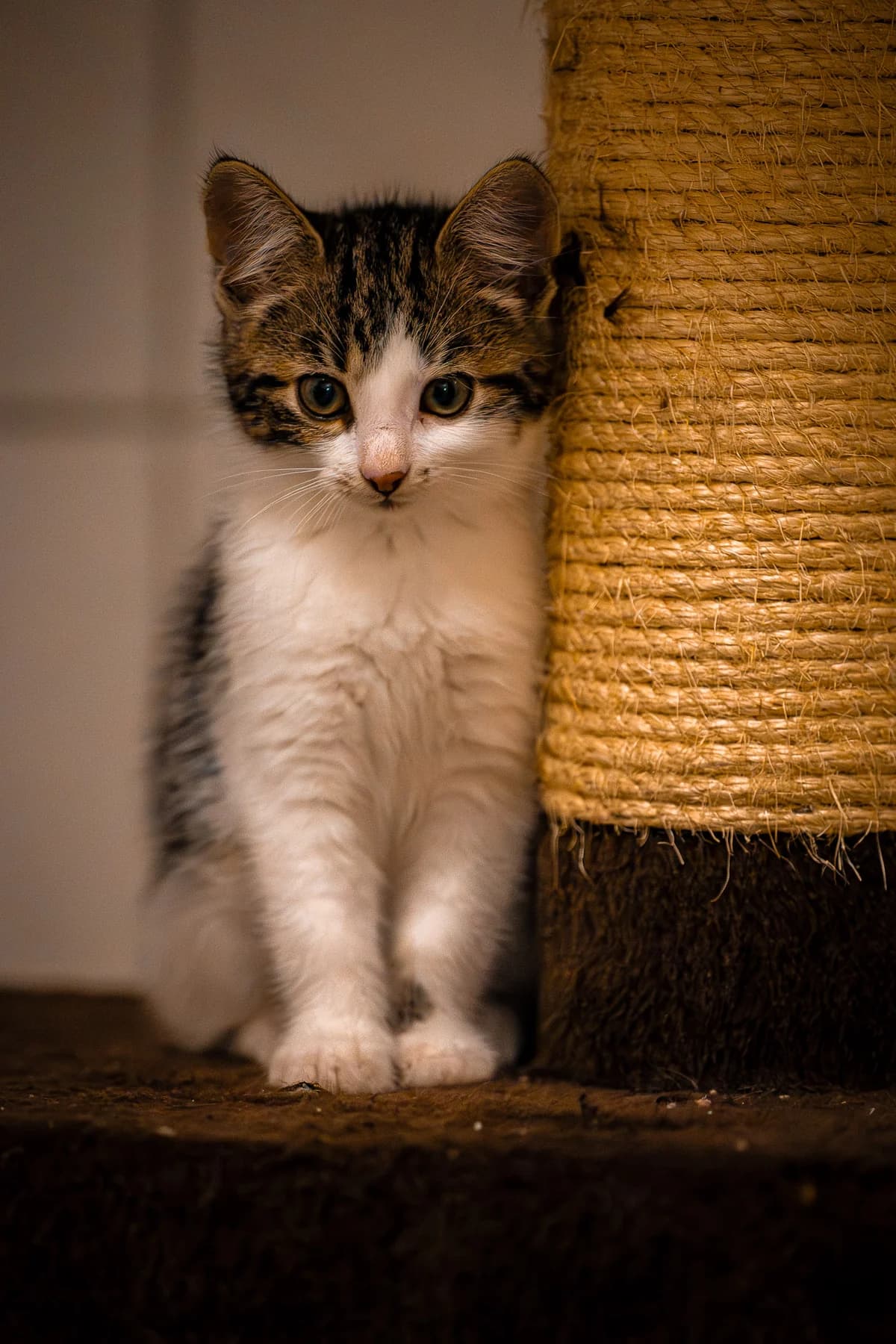 Ricotta, European Shorthair for adoption at Tierschutz Schwarzenbek
