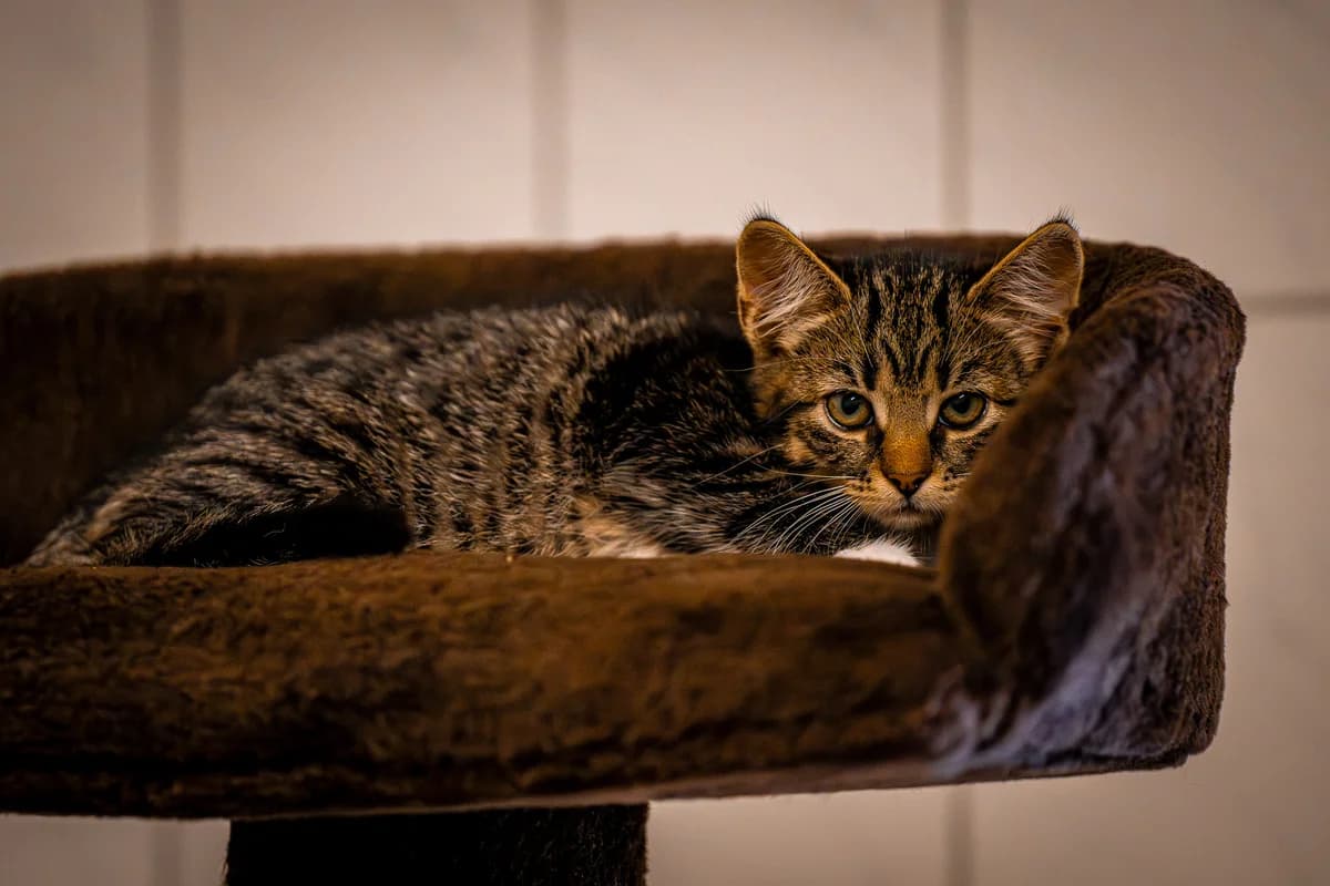 Cheddar, European Shorthair for adoption at Tierschutz Schwarzenbek
