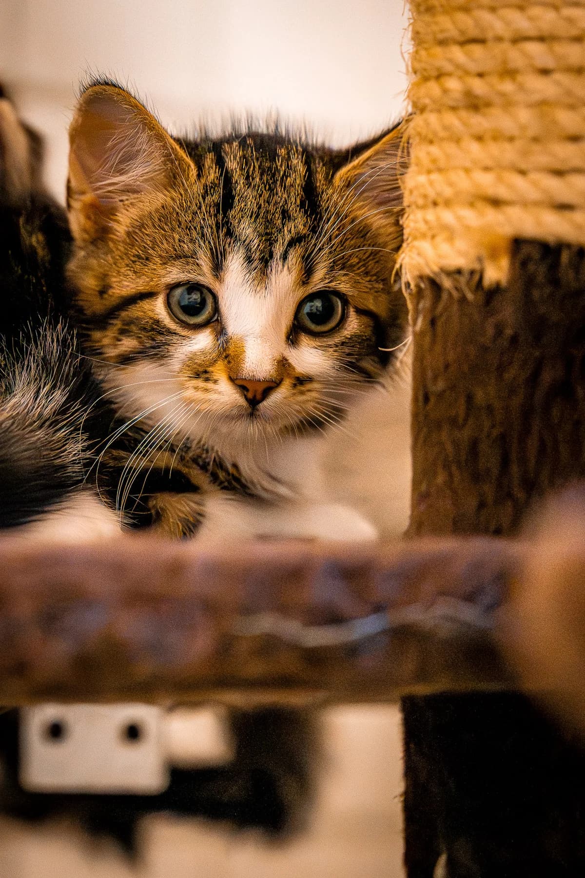 Gouda, European Shorthair for adoption at Tierschutz Schwarzenbek