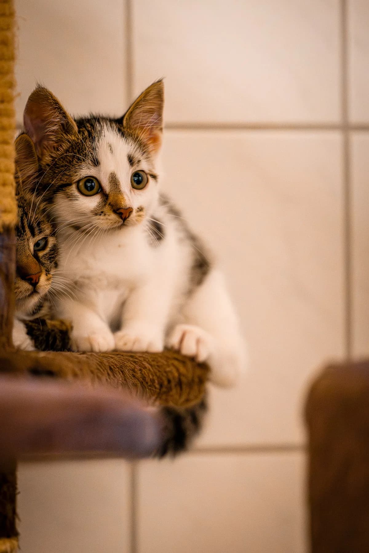 Edamer, European Shorthair for adoption at Tierschutz Schwarzenbek