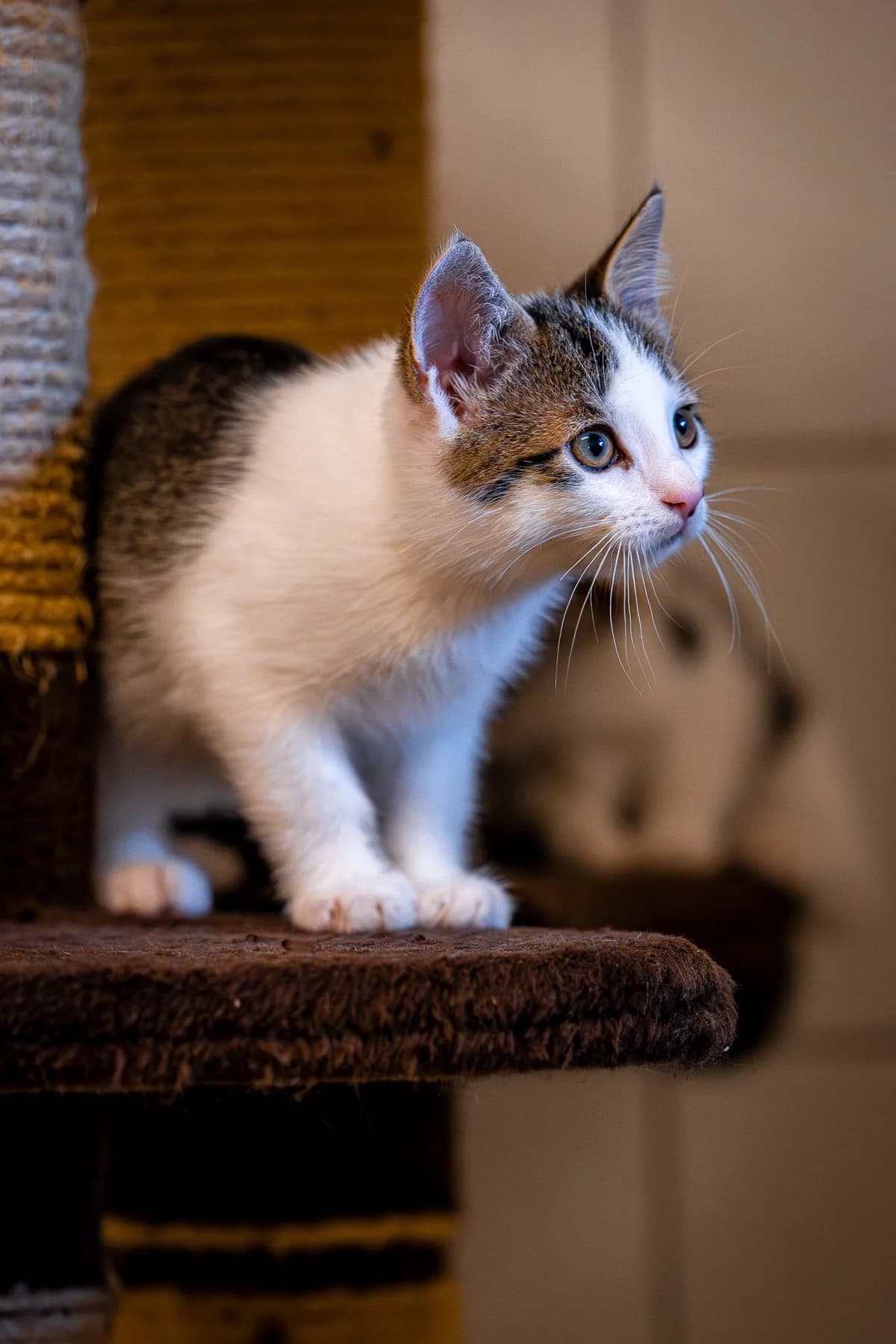 Mozzarella, European Shorthair for adoption at Tierschutz Schwarzenbek