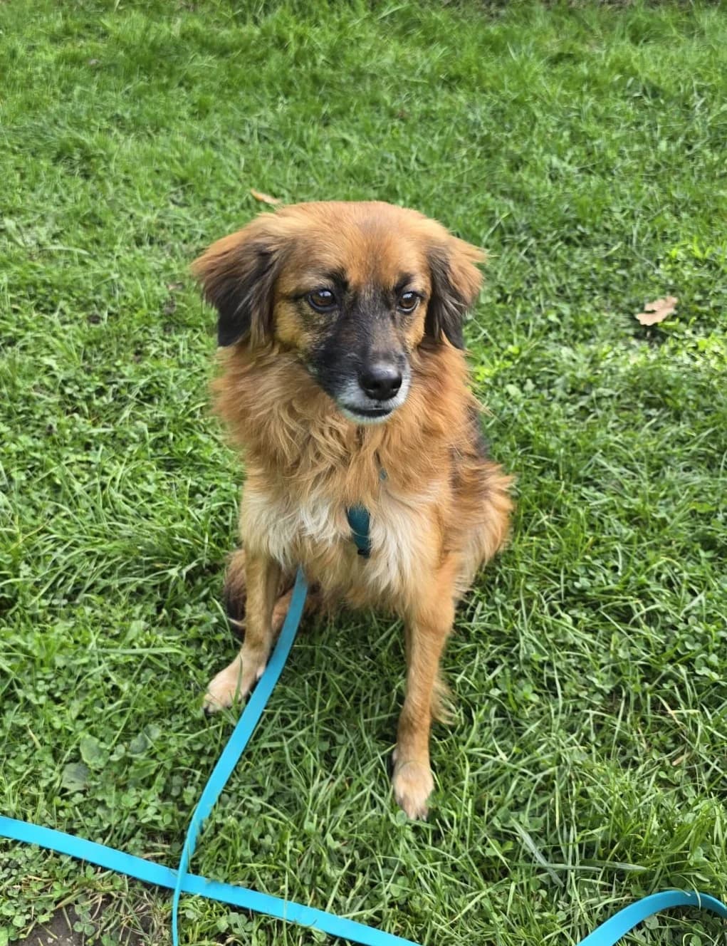 Aiko, male Mixed Breed for adoption at Tierschutz Schwarzenbek