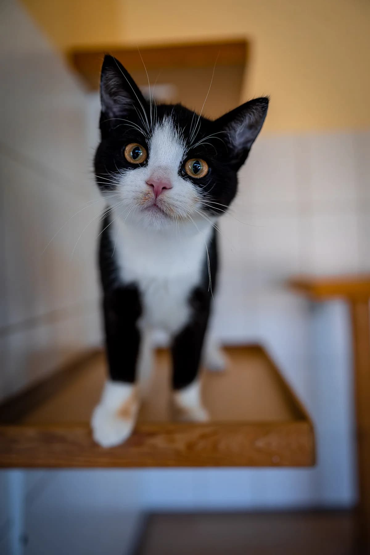 Milka, female European Shorthair for adoption at Tierschutz Schwarzenbek