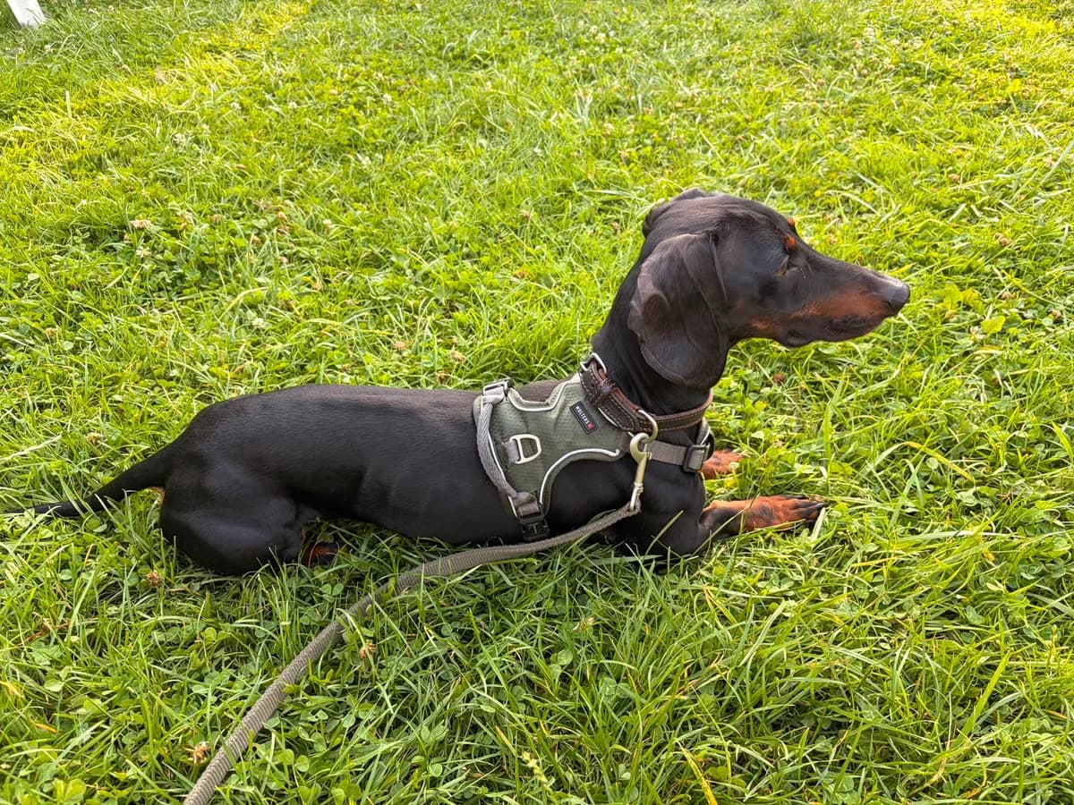 Dobby, male 3yo Dachshund for adoption at Tierschutz Schwarzenbek