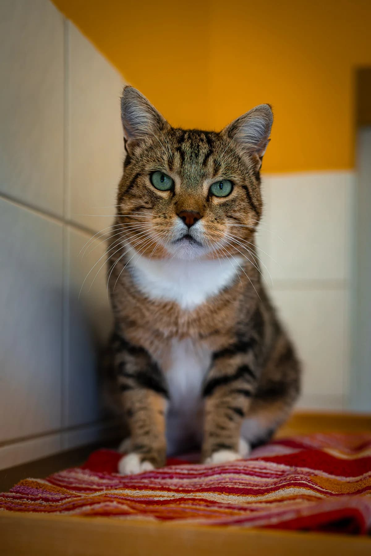 Harlekin, male European Shorthair for adoption at Tierschutz Schwarzenbek