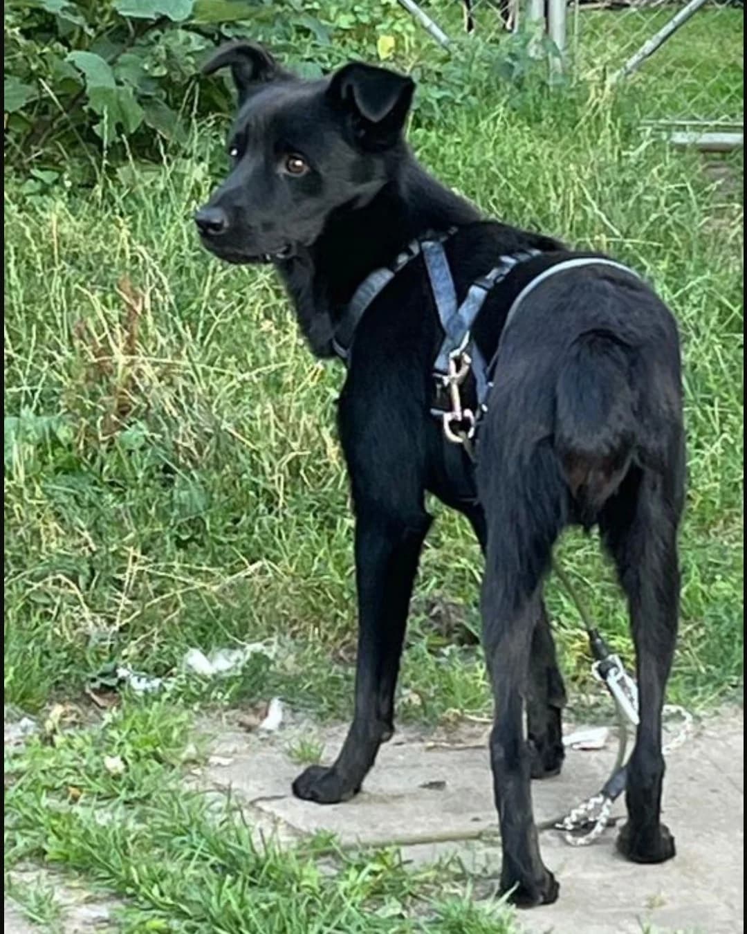 Theo, male 3yo Mixed Breed for adoption at Tierschutz Schwarzenbek