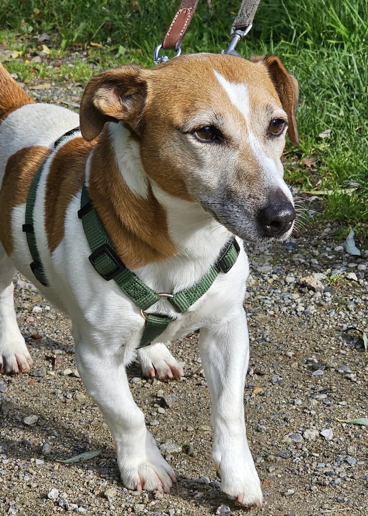 Werner, male Jack Russell Terrier for adoption at Tierschutz Schwarzenbek