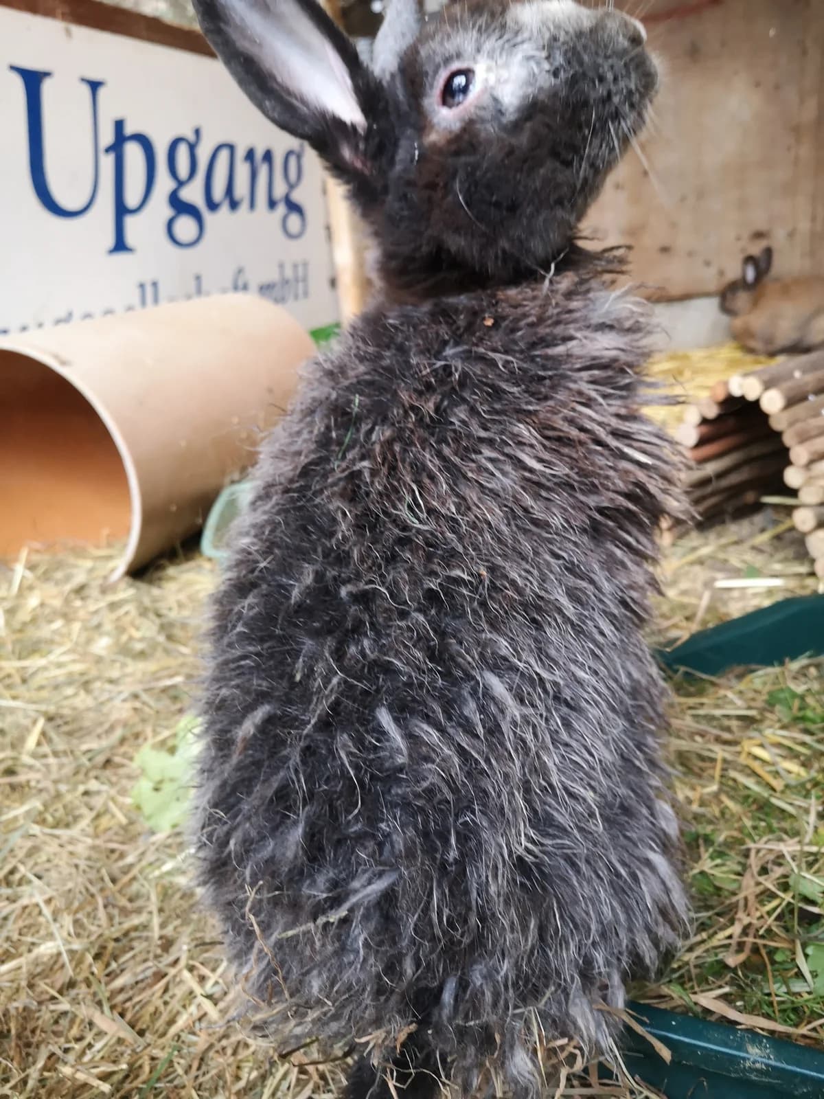 Flokati, female mixed breed for adoption at Tierschutz Siebengebirge, Bad Honnef