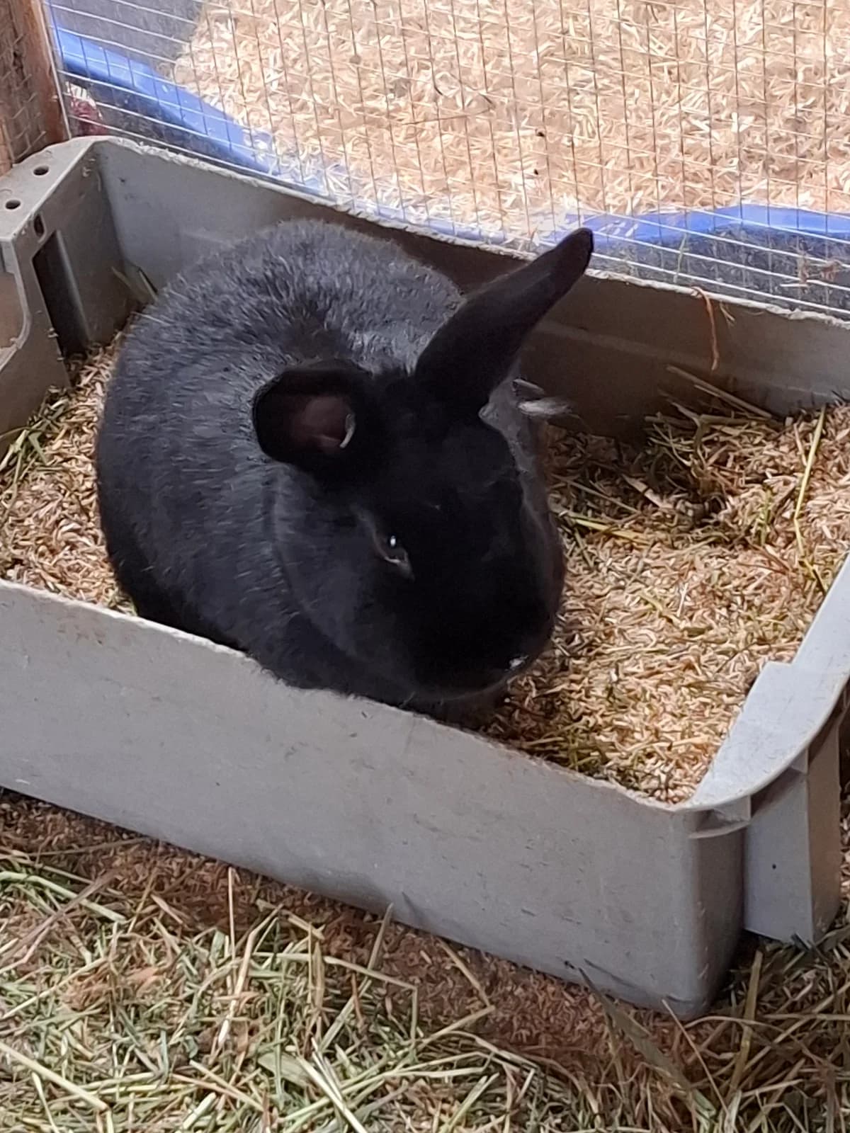 Annabelle, female mixed breed for adoption at Tierschutz Siebengebirge, Bad Honnef