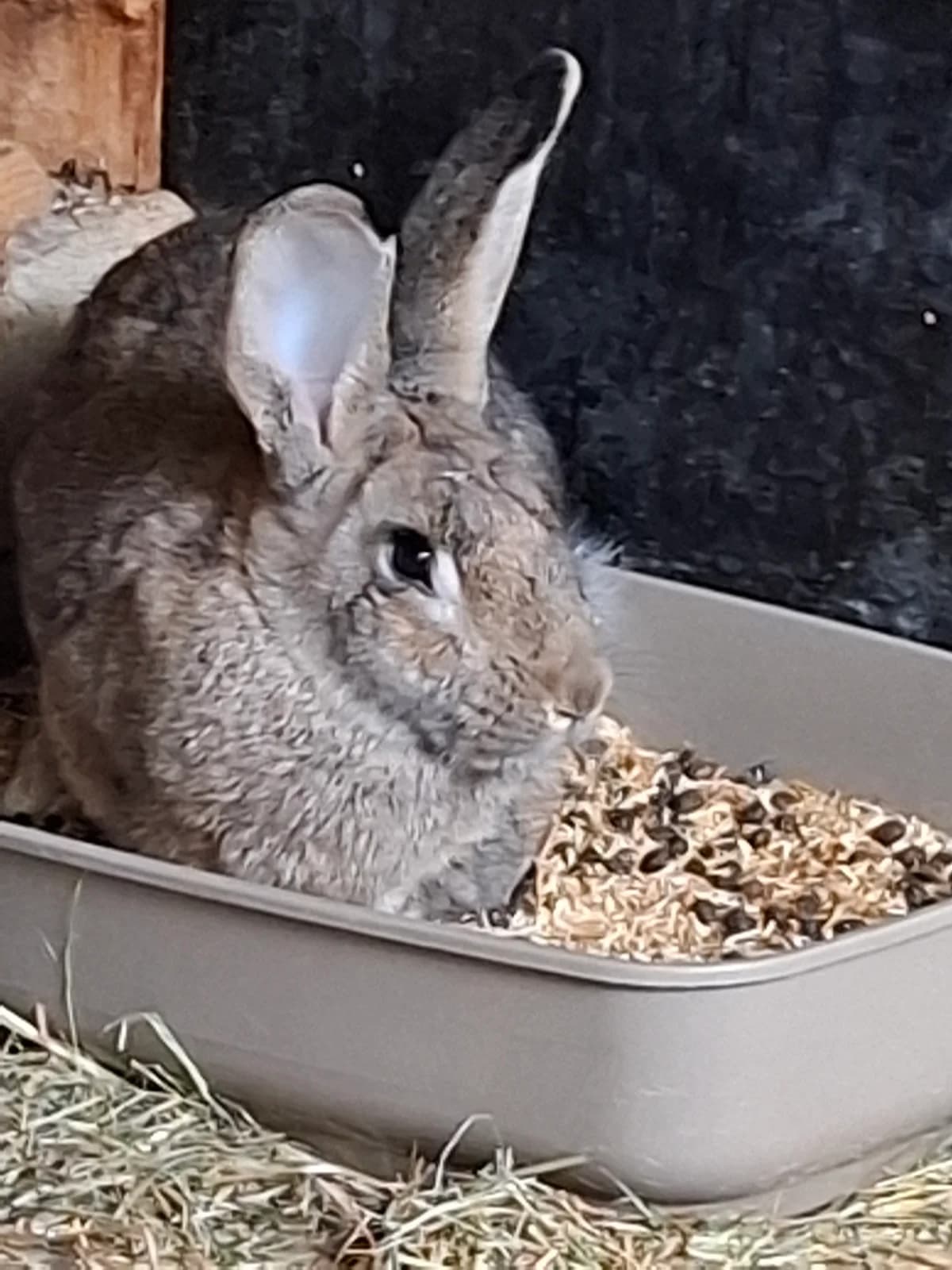 Macademia, female senior mixed breed for adoption at Tierschutz Siebengebirge, Bad Honnef