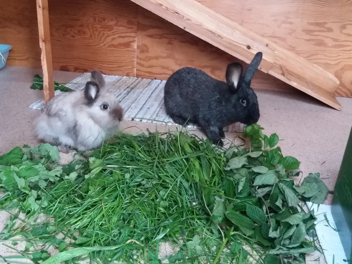Fiebi und Modesta, female young Mixed Breed for adoption at Tierschutz Siebengebirge, Bad Honnef