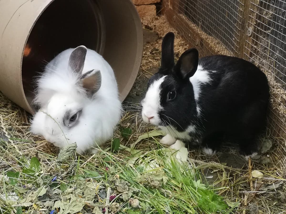 Akira und Nico, female 5yo mixed breed for adoption at Tierschutz Siebengebirge, Bad Honnef