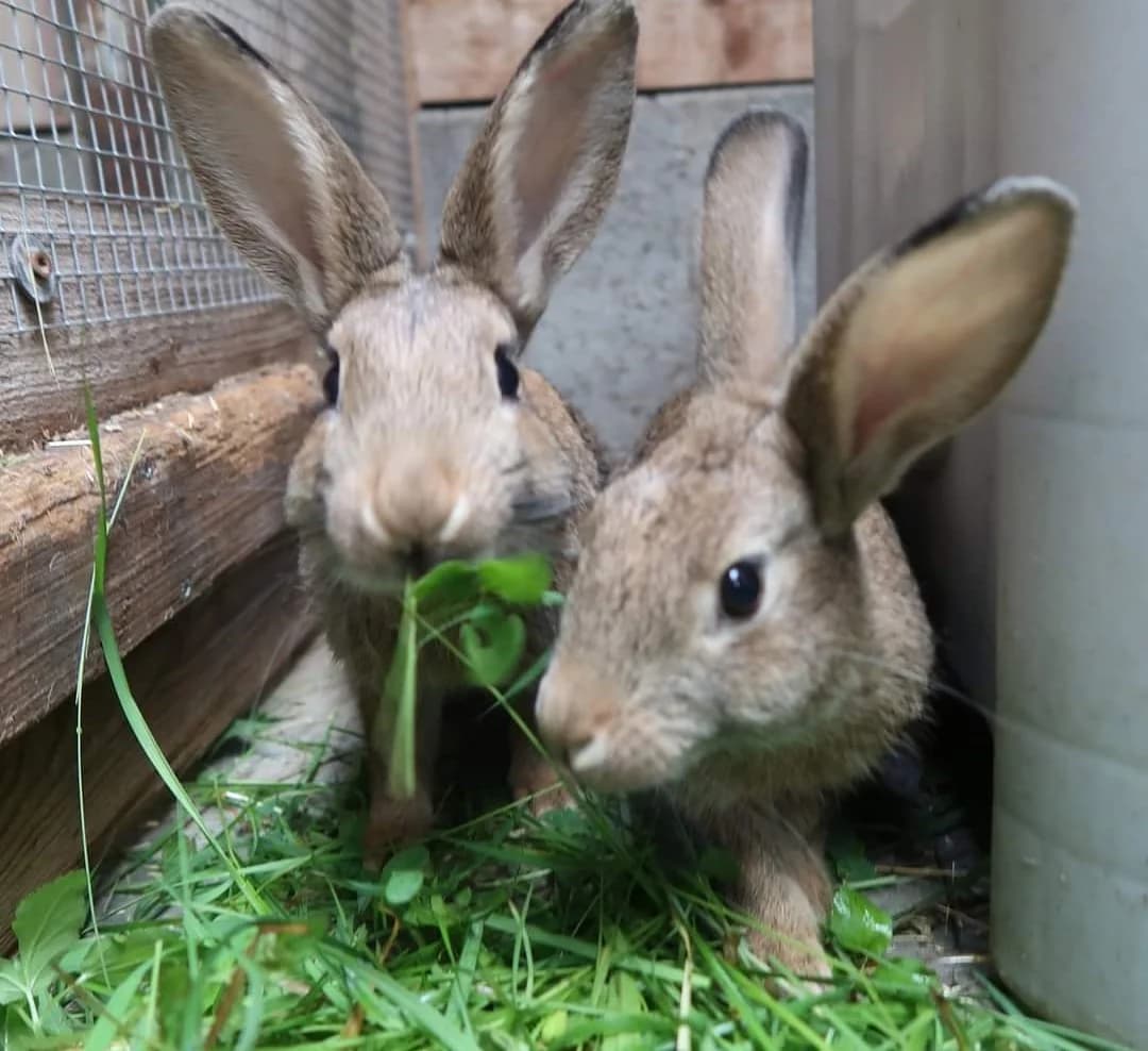 Karuna und Hassan, male 5yo mixed breed for adoption at Tierschutz Siebengebirge, Bad Honnef