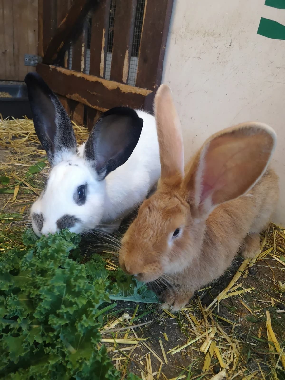 Buddy, male mixed breed for adoption at Tierschutz Siebengebirge, Bad Honnef