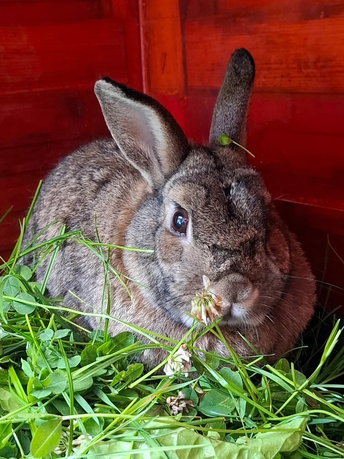Nori, male 5yo mixed breed for adoption at Tierschutz Siebengebirge, Bad Honnef