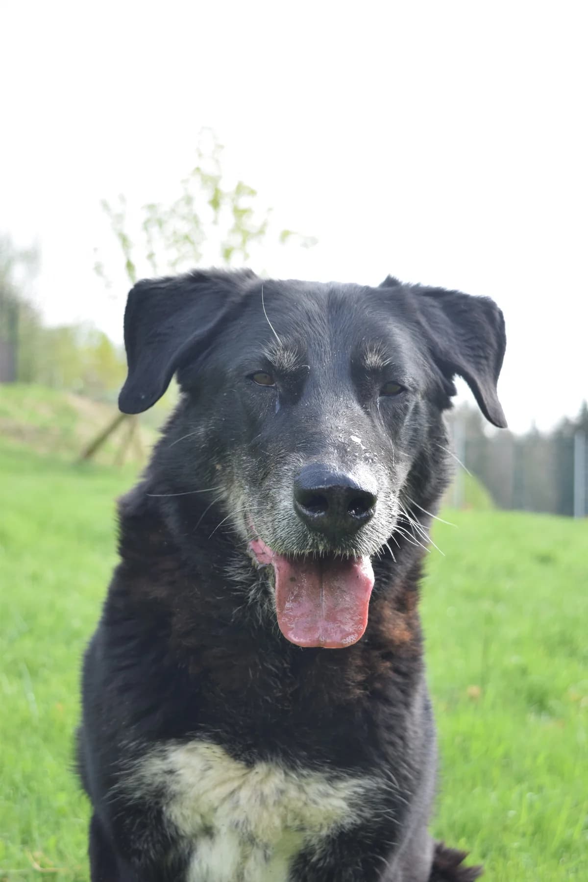 Dobby, male senior mixed breed for adoption at Sonnenhof für Mensch und Tier, München