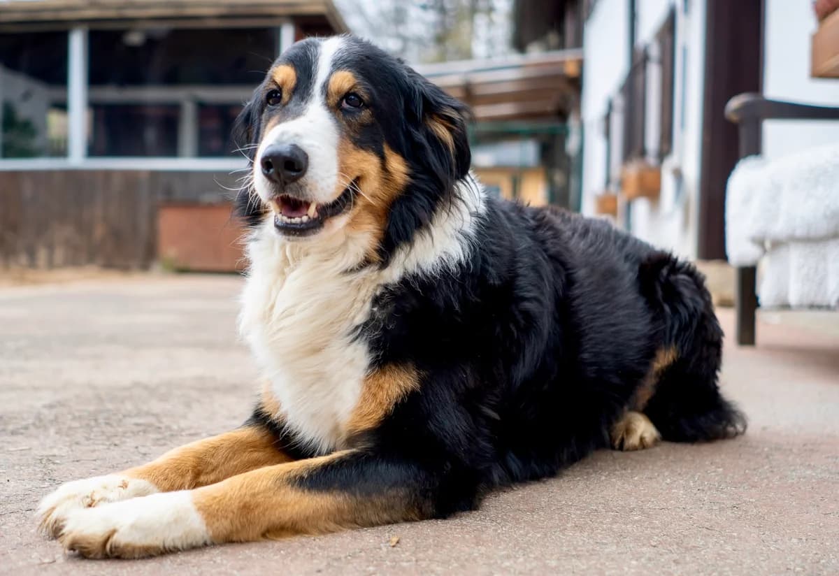 Willi, male senior Mixed Breed for adoption at Sonnenhof für Mensch und Tier, München