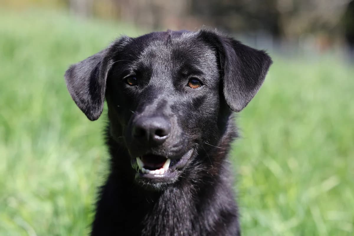 Benny, male 5yo Mixed Breed for adoption at Sonnenhof für Mensch und Tier, München