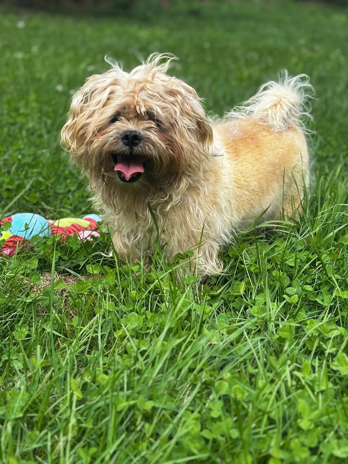 Findus, male senior Mixed Breed for adoption at Sonnenhof für Mensch und Tier, München
