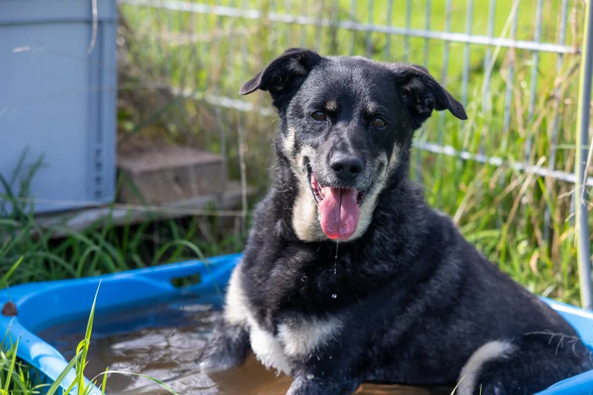 Tyson, male senior mixed breed for adoption at Sonnenhof für Mensch und Tier, München