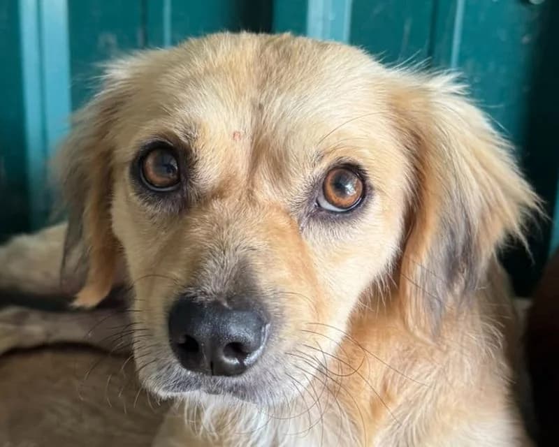 Barley, male senior Mixed Breed for adoption at Tierschutz-Team e.V.