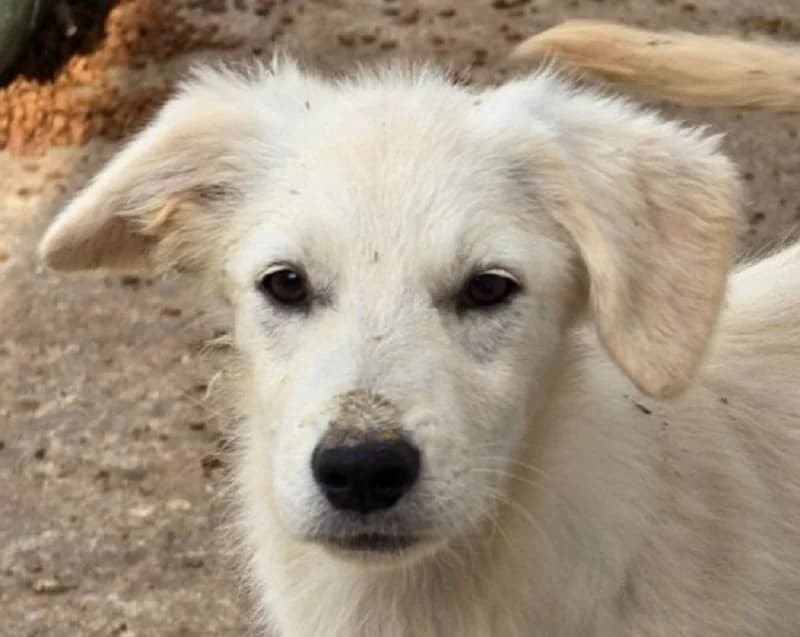 Betty, female puppy Mixed Breed for adoption at Tierschutz-Team e.V.