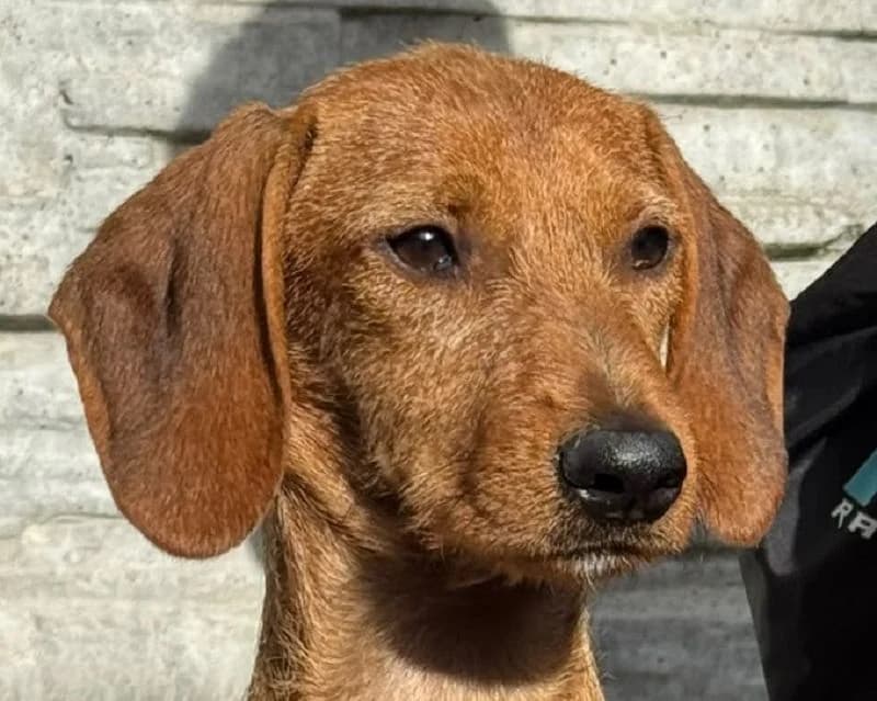 Cosmo, male puppy Mixed Breed for adoption at Tierschutz-Team e.V.