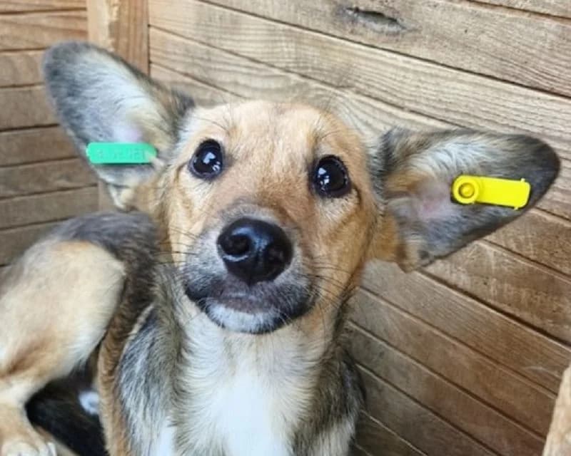 Dumbo, male Mixed Breed for adoption at Tierschutz-Team e.V.