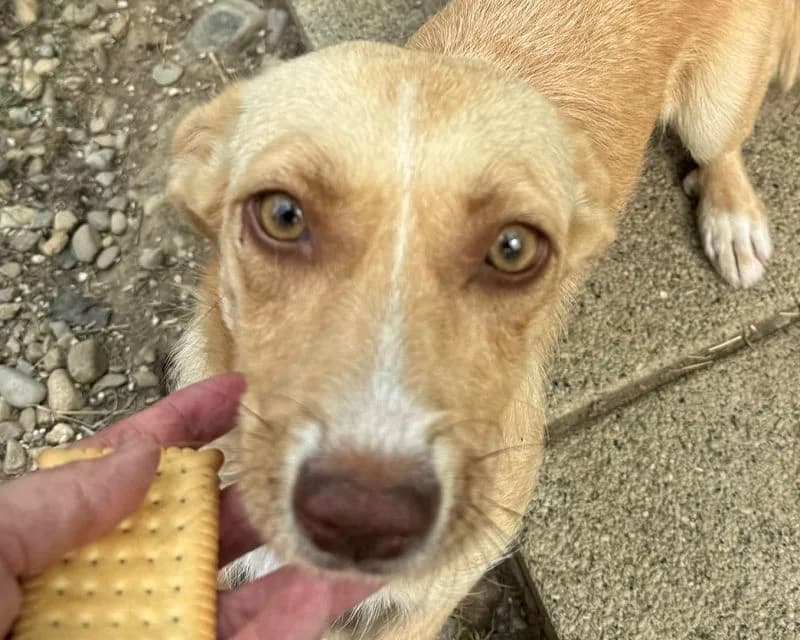 Estrella, female Mixed Breed for adoption at Tierschutz-Team e.V.