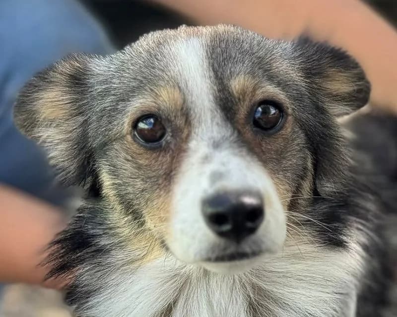 Franzi, female Mixed Breed for adoption at Tierschutz-Team e.V.