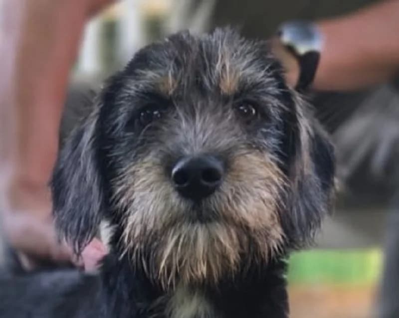 Gina, female Mixed Breed for adoption at Tierschutz-Team e.V.