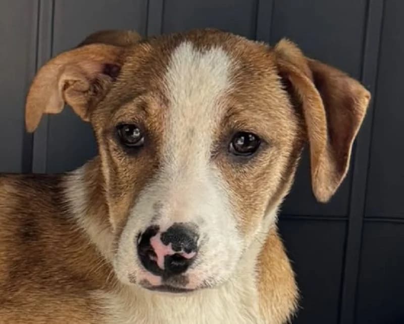 Hanjo, male Mixed Breed for adoption at Tierschutz-Team e.V.