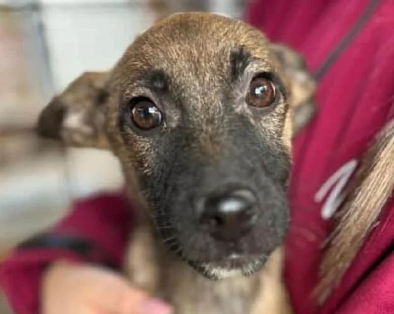 Jascha, male Mixed Breed for adoption at Tierschutz-Team e.V.
