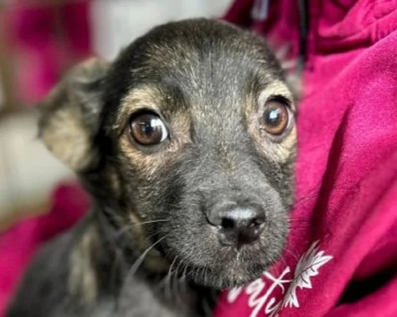 Justus, male Mixed Breed for adoption at Tierschutz-Team e.V.