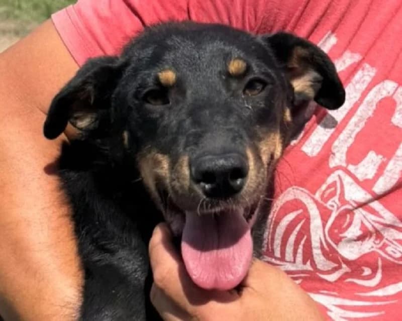 Kati, female Mixed Breed for adoption at Tierschutz-Team e.V.