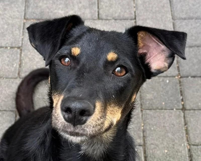 Kati, female Mixed Breed for adoption at Tierschutz-Team e.V.