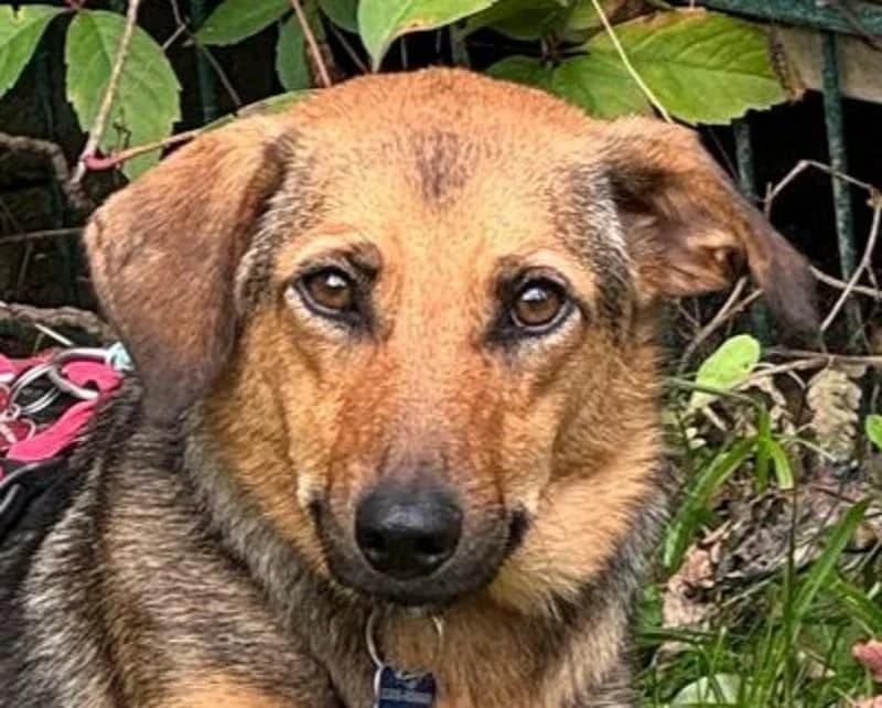 Malaika, female Mixed Breed for adoption at Tierschutz-Team e.V.