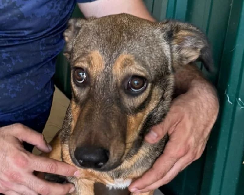 Maya, female Mixed Breed for adoption at Tierschutz-Team e.V.