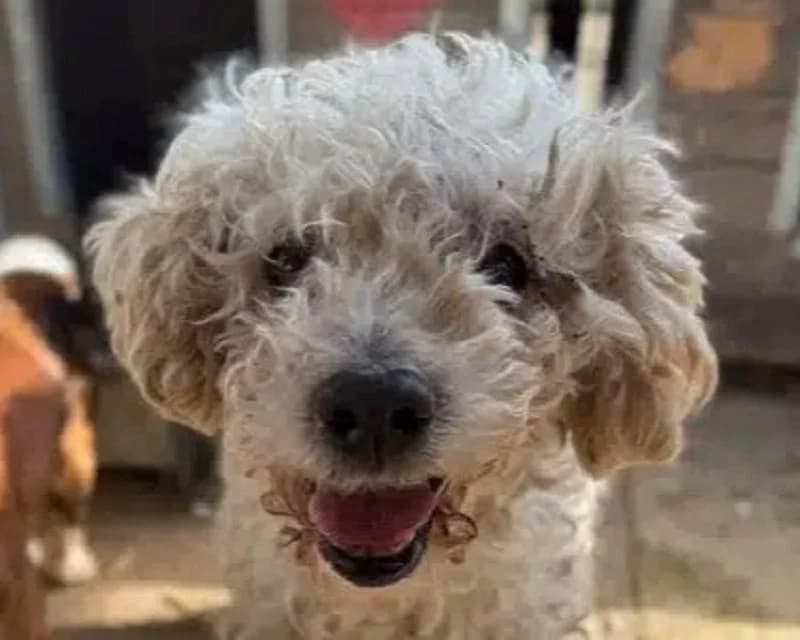 Mogli, male Poodle for adoption at Tierschutz-Team e.V.
