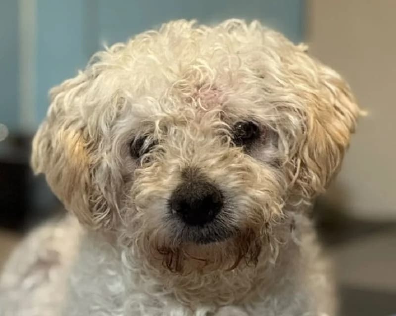 Mogli, male Poodle for adoption at Tierschutz-Team e.V.