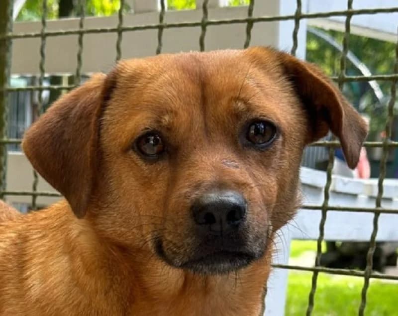 Muffin, male Mixed Breed for adoption at Tierschutz-Team e.V.