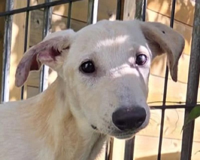 Nala, female Mixed Breed for adoption at Tierschutz-Team e.V.