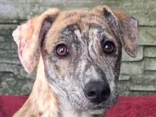 Nicky, female Mixed Breed for adoption at Tierschutz-Team e.V.