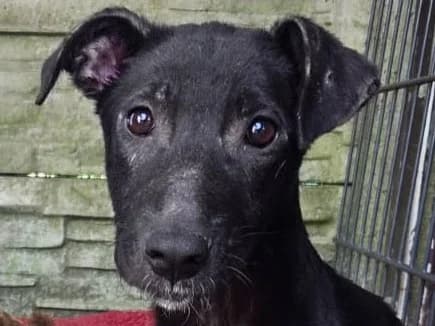 Nina, female Mixed Breed for adoption at Tierschutz-Team e.V.